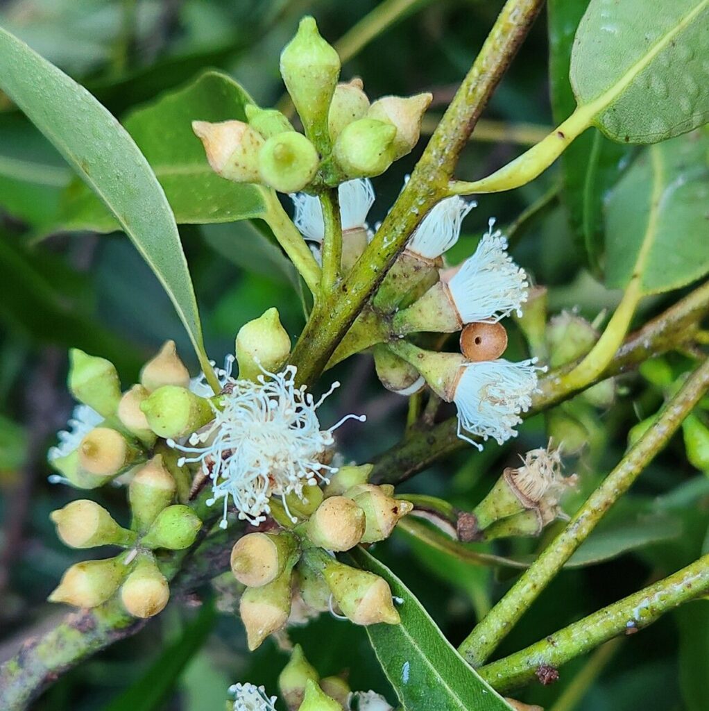 Eucalyptus grandis W.Hill ex Maiden_flowers