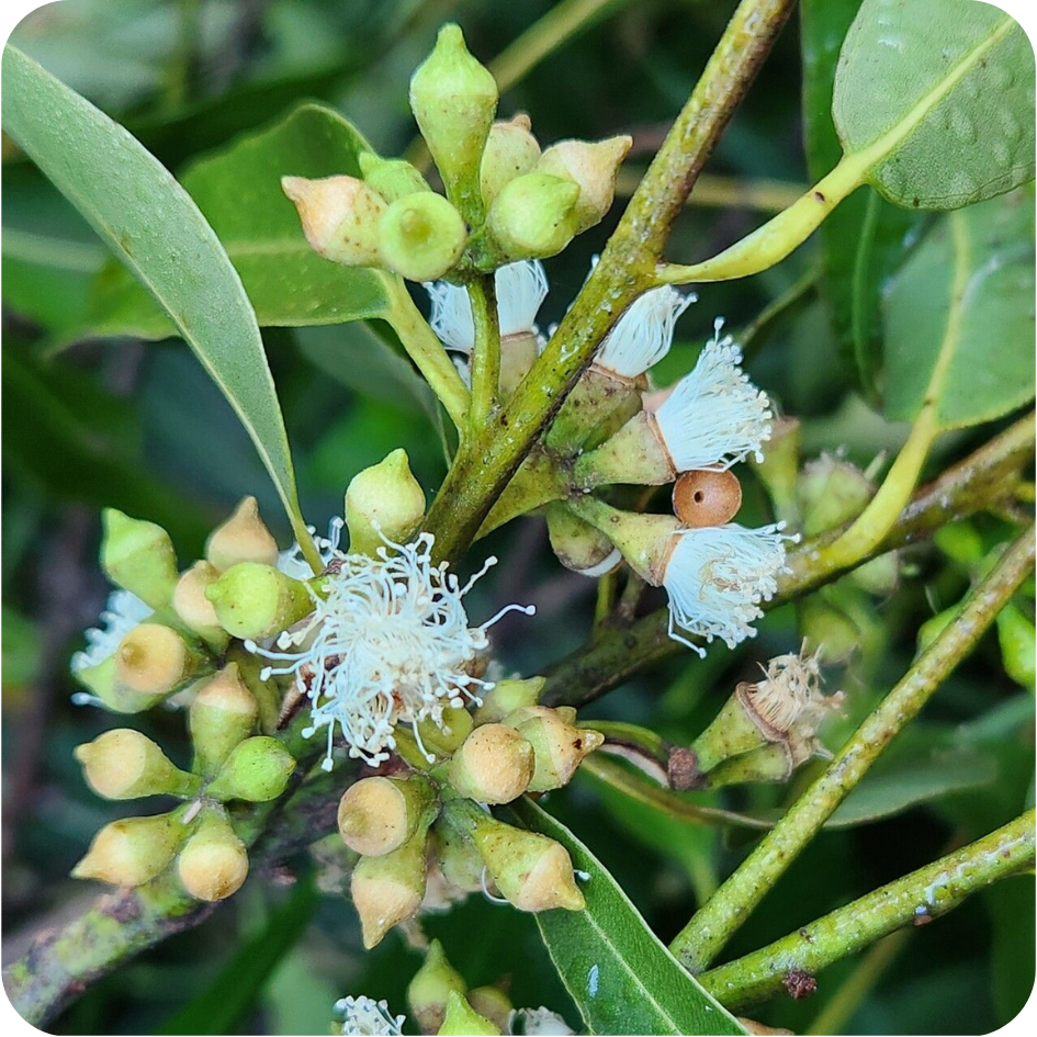Eucalyptus Grandis flowers. Eucalyptus Grandis is one of the species included in the Nampula Reforestation Project.
