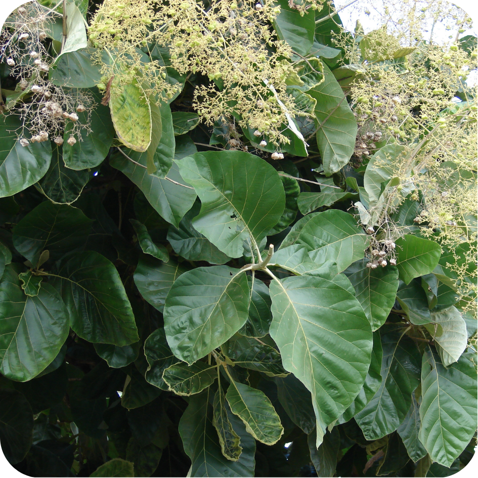 Eucalyptus Grandis leaves. Eucalyptus Grandis is one of the species included in the Nampula Reforestation Project.